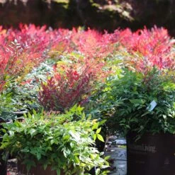 Obsession™ Nandina Shrub -Flourish Garden Nandina Obsession 7 FGT