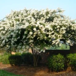 Natchez Crape Myrtle Tree -Flourish Garden Natchez Crape Myrtle 1 FGT