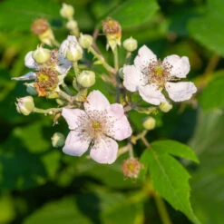 Navaho Blackberry -Flourish Garden Navaho Blackberry 1