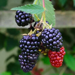 Navaho Blackberry -Flourish Garden Navaho Blackberry 5