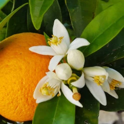 Navel Orange Tree - USDA Organic 8 Navel Orange Tree - USDA Organic -Flourish Garden Navel Orange 4 8a86aad7 97b4 4006 b1b3 5eec7b5da47f