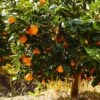 Navel Orange Tree - USDA Organic