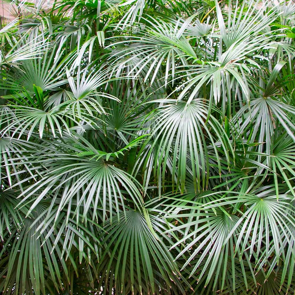 Needle Palm Tree 2 Needle Palm Tree - Image 2
