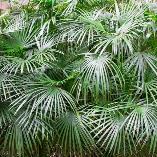 Needle Palm Tree 2 Needle Palm Tree -Flourish Garden Needle Palm FGT 600x600 d2740013 6208 47a5 aa8b 4d86ee736dfc