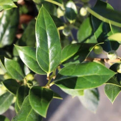 Needlepoint Holly -Flourish Garden Needlepoint Holly 3