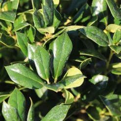 Needlepoint Holly -Flourish Garden Needlepoint Holly 4