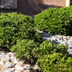 Needlepoint Holly -Flourish Garden Needlepoint Holly 5