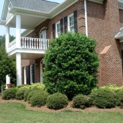 Nellie Stevens Holly -Flourish Garden Nellie Stevens Holly 4 FGT