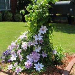 Nelly Moser Clematis Vine -Flourish Garden Nely Moser Clematis 3