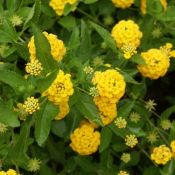 New Gold Lantana -Flourish Garden New gold Lantana 3