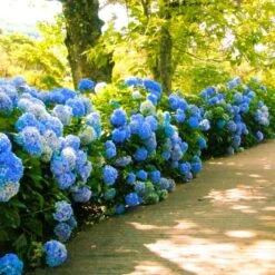 Nikko Blue Hydrangea -Flourish Garden Nikko Blue Hydrangea 1 FGT