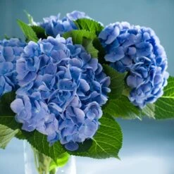 Nikko Blue Hydrangea -Flourish Garden Nikko Blue Hydrangea 2 FGT