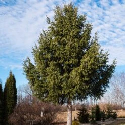 Norway Spruce Tree -Flourish Garden Norway Spruce 2 FGT