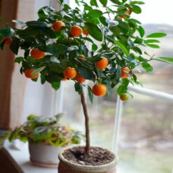 Nules Clementine Tree - USDA Organic -Flourish Garden Nules Clementine 2 FGT