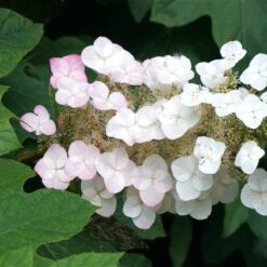 Oakleaf Hydrangea Shrub -Flourish Garden OAKLEAF FGT THUMB a396bc6d 9d3c 49ac 82c6 f1db3d28bb3d