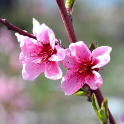 Indian Free White Peach Tree -Flourish Garden OHenry Peach 1 a8c9af02 394c 42ec 8c32 10aa2bbdcc4b