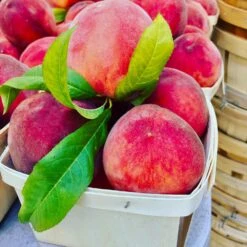 O'Henry Peach Tree -Flourish Garden OHenry Peach 3