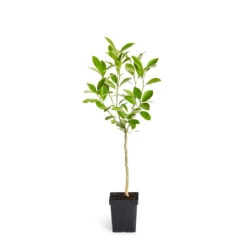 Calamondin Tree -Flourish Garden ORG CAL 12 1QT