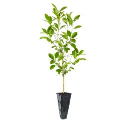 Calamondin Tree -Flourish Garden ORG CAL 23 C