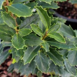 Oak Leaf™ Holly Tree -Flourish Garden Oak Leaf Holly 3