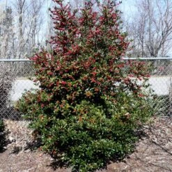 Oak Leaf™ Holly Tree -Flourish Garden Oak Leaf Holly 4
