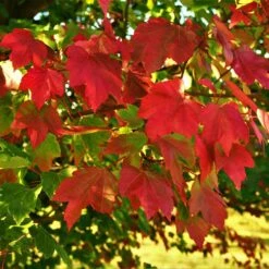 October Glory Red Maple Tree -Flourish Garden October Glory Maple 2 FGT