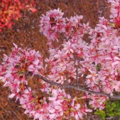 Okame Cherry Tree 12 Okame Cherry Tree -Flourish Garden Okame Cherry 01 FGT