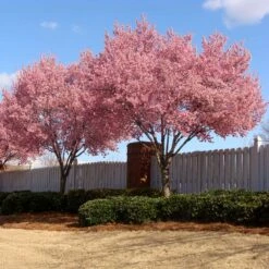 Okame Cherry Tree 11 Okame Cherry Tree -Flourish Garden Okame Cherry 02 FGT