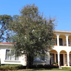 Oliana Olive Tree -Flourish Garden Oliana Olive 2