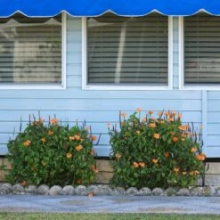 Orange Marmalade Crossandra Shrub -Flourish Garden Orange Marrmelade Crossandra 4