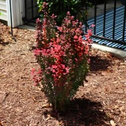 Orange Rocket Barberry Shrub -Flourish Garden Orange Rocket Barberry 5 FGT
