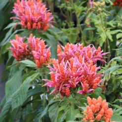 Orange Shrimp Plant 7 Orange Shrimp Plant -Flourish Garden Orange Shrim plant 2 BB