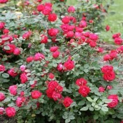 Oso Easy® Double Red Rose -Flourish Garden Oso Double Red Rose 1