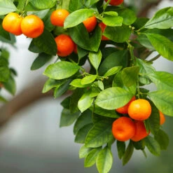 Owari Satsuma Mandarin Tree - USDA Organic -Flourish Garden Owari Satsuma Mandarin 3 5ad26f0d 36bb 4190 a2a3 1cf6d76e8b3b