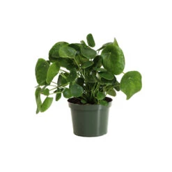 Pilea Peperomioides (Pancake Plant) 13 Pilea Peperomioides (Pancake Plant) -Flourish Garden PIL PEP6 standard pot