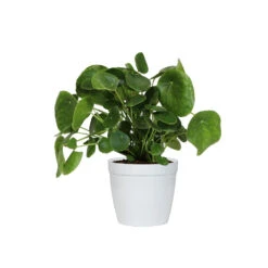 Pilea Peperomioides (Pancake Plant) 11 Pilea Peperomioides (Pancake Plant) -Flourish Garden PIL PEP6 white delilah