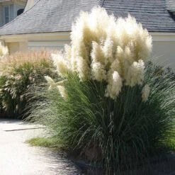 Pampas Grass 5 Pampas Grass -Flourish Garden Pampas Grass 4 FGT