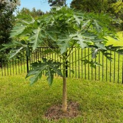 Papaya Tree 14 Papaya Tree -Flourish Garden Papaya 10