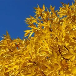 Patmore Green Ash Tree -Flourish Garden Patmore Green Ash 2