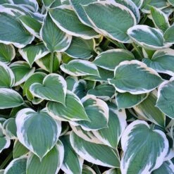 Patriot Hosta Plant -Flourish Garden Patriot Hosta 3