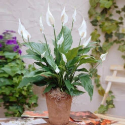 New Apartment House Plant Kit -Flourish Garden Peace Lily 3 98e084f7 4479 41ec 9230 4271b765469e