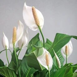 Peace Lily Plant 12 Peace Lily Plant -Flourish Garden Peace Lily 6