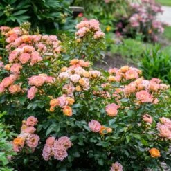 Peach Drift® Rose -Flourish Garden Peach Drift Rose 2 FGT