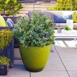 Bushel And Berry® Peach Sorbet™ Blueberry Bush -Flourish Garden Peach Sorbet BLueberry 2 FGT