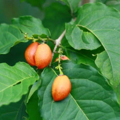 Peanut Butter Fruit Tree -Flourish Garden Peanut Butter Tree 1 FGT
