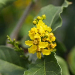 Peanut Butter Fruit Tree -Flourish Garden Peanut Butter Tree 7