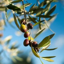 Pendolino Olive Tree -Flourish Garden Pendolino Olive
