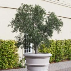 Pendolino Olive Tree -Flourish Garden Pendolino Olive FGT 2
