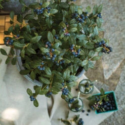 Bushel And Berry® Perpetua Blueberry -Flourish Garden Perpetua Blueberry 1 FGT