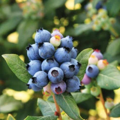 Bushel And Berry® Perpetua Blueberry -Flourish Garden Perpetua Blueberry 6 FGT